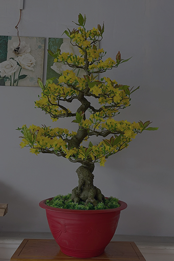 Chậu Trồng Mai, Đào Tết